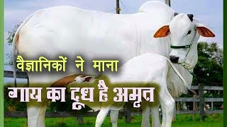 भारतीय नस्ल की गाय का milk है अमृत scientific research में खुलासा विदेशी नस्लें हानिकारक [upl. by Behrens756]