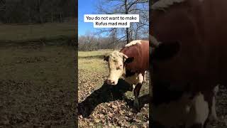 Rufus the bull 🐂 cow rufusthebull farming [upl. by Enniotna]