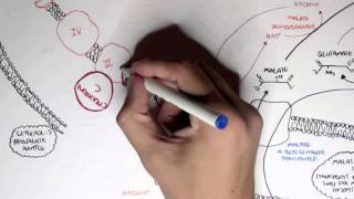 Human Metabolism Map III  Malate Aspartate Shuttle amp Glycerol 3 Phosphate [upl. by Valdes565]