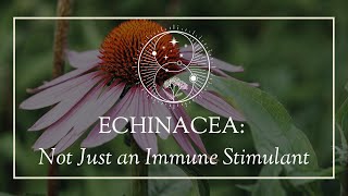 Echinacea Not Just an Immune Stimulant [upl. by Alleuqahs]