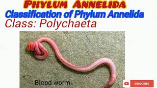 Phylum Annelida Updated [upl. by Eniamrahs241]