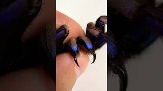 CHILOBRACHYS NATANICHARUM ELECTRIC BLUE EARTH TIGERtarantulaarachnophobia [upl. by Circosta965]