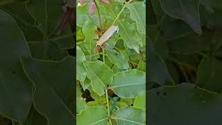 Beautiful sky blue butterfly Playa del Carmen Mexico tropical Caribbean jungle insect life nature [upl. by Haroppiz811]