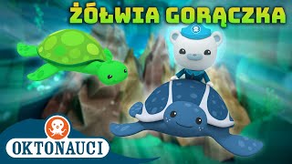 Oktonauci  🐢 Żółwia gorączka 🎉  Kompilacja  Całe odcinki [upl. by Lasorella781]