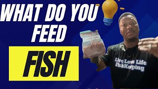 The Ultimate Fish Food Taste Test [upl. by Ayram]