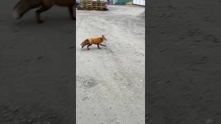 Olha essa malandrinha ladrona de lanche Lobo guará 🤣🦊 fox raposa brasil [upl. by Atiniv308]