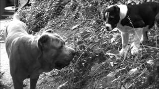 Alabai vs Cane Corso Personality [upl. by Zysk455]