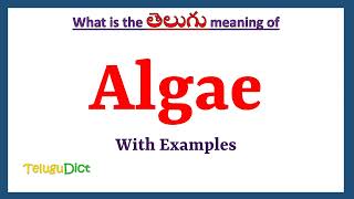 Algae Meaning in Telugu  Algae in Telugu  Algae in Telugu Dictionary [upl. by Nnad]