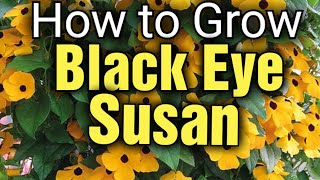 How to Grow BlackEyed Susans and Thunbergia Alata  Gardening for Beginners [upl. by Enyawd9]