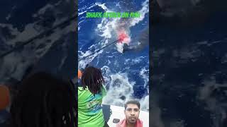 Shark attack on fish shark fish ocean love fishing shorts trending [upl. by Mahau]