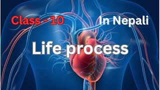 Life Process  Class 10 Blood and Blood vessels In Nepali [upl. by Rossner]