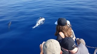 A la rencontre des dauphins [upl. by Mcneely]