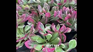 Monadenium Stapelioides Variegata  Succulent Pink amp Green Indoor Plant  Euphorbia Neostapelioides [upl. by Aisetra]