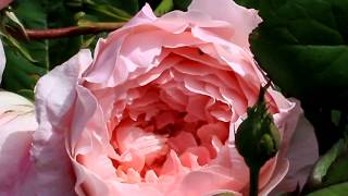 Alnwick rose in the garden macro view [upl. by Assirhc]