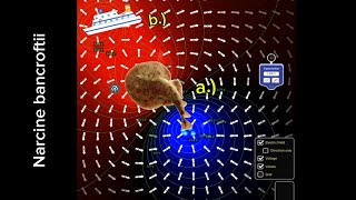 The lesser electric ray maintains an incredible charge  Equipotential lines [upl. by Eivol904]