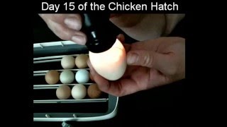 Day 15 of the Chicken Hatch [upl. by Lucina403]