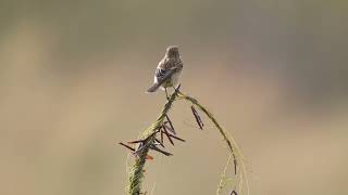 Amur Stonechat 東亞石䳭 [upl. by Aicilev]