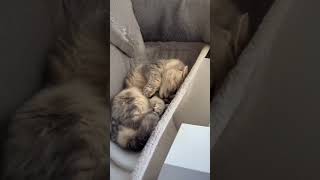 OMG Super cute kitten playing funny tricks  Kitten  Adorable [upl. by Sherl]