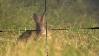 Devon AirGunner June Air Rifle Rabbit Hunt Weihrauch HW100 Scopecam [upl. by Pihc411]