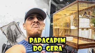 PAPACAPIM DOS MEUS SONHOS [upl. by Ssyla]