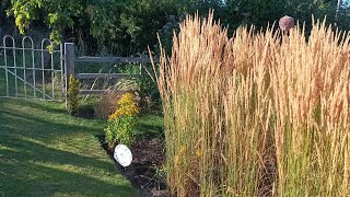 My go to ornamental grass [upl. by Mccartan]