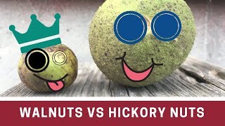 Walnut vs Hickory Nut how to tell them apart [upl. by Boesch606]