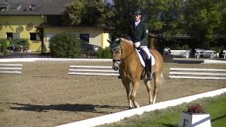 Haflinger Dressur Klasse L [upl. by Hyrup161]