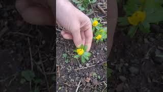 Winter Aconite eranthis hyemalis gardening winterfloweringplants permaculture gardendesign [upl. by Erda345]