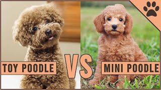 Toy Poodle vs Miniature Poodle [upl. by Pleasant207]