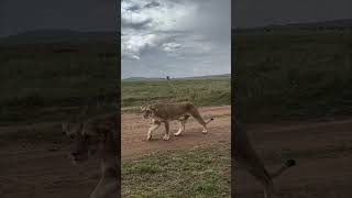 Meeting Lionesses with Their Cubs on African Safari [upl. by Coffey]