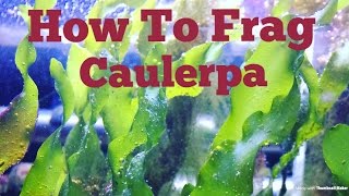 How to frag Caulerpa Macro Algae Anybody can do this [upl. by Sinnoda]