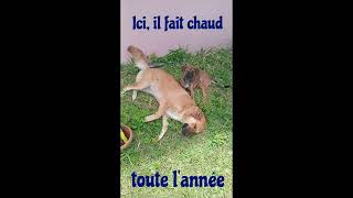 La chaleur et les chiens dog shorts animals [upl. by Toback745]