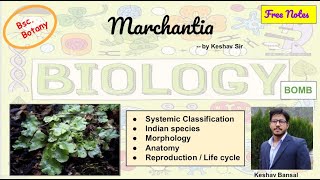 Marchantia  Morphology  Anatomy and Life cycle  Bsc  Free PDF notes  by Viologia EXtrema [upl. by Namzed]