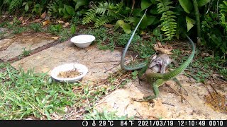 Trail Cam South Florida  Fight Club [upl. by Gayle]