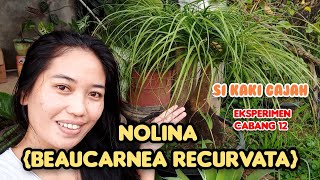 NOLINA BEAUCARNEA RECURVATA CAUDEX PLANT SHARING PLANT CARE caudex plant shorts palmtree [upl. by Aekal]