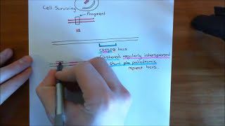 The CRISPRCas9 System Part 1 [upl. by Tudela]