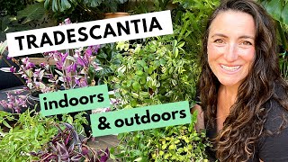 Tradescantia Care  Indoor and Outdoor Growing Tips  Plant Tour My Tradescantia [upl. by Ocirrej]