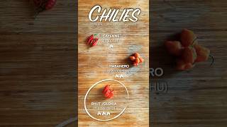 Chilies  tastetheingredients [upl. by Shirley413]