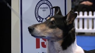 Manchester Dog show 2017  Pastoral group  Shortlist [upl. by Eintihw]