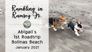 Abigail the new puppys first roadtrip Bolinas Beach January 2021 [upl. by Eihtur]