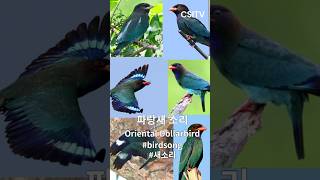 Oriental Dollarbird 파랑새 소리 새소리 새소리asmr birdsong birdcall birdsound birdsounds [upl. by Enymsaj]