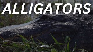 Alligators Short Documentary [upl. by Enyamart]