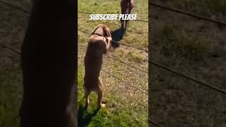 Dog gets licked by horse funnyanimal funnypet funnydogs [upl. by Rebeka]