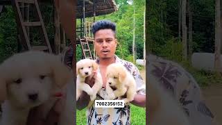 puppy spitz dog status video assamese [upl. by Stutsman986]