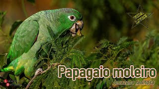 Papagaio moleiro Amazona farinosa  Mealy Parrot [upl. by Gatian]