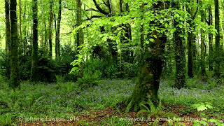 Relaxing Forest Birdsong Nature Sounds for SleepingBirds Chirping Studying SoundCalm Bird Singing [upl. by Eybbob]