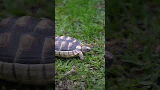 Marginated tortoise Testudo marginata [upl. by Arel460]