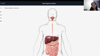 Sistema digestivo BioDigital [upl. by Adigirb]