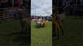 Sheep Ardara Agricultural and Industrial Show 2024 Ardara Co Donegal Ireland Ardarashow [upl. by Leonardi934]