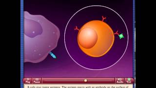 Interaction of Antigen Presenting Cells and T Helper Cells [upl. by Cadmarr]